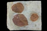 Two Detailed Fossil Leaves (Zizyphoides & Davidia) - Montana #97730-1